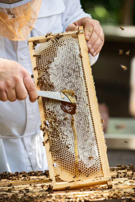Beekeeper Damon Roy scraping a honeycomb